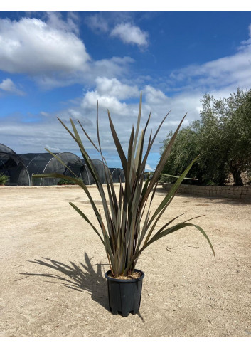 PHORMIUM tenax ATROPURPUREUM En pot de 15-20 litres