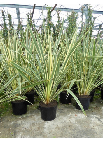 PHORMIUM tenax VARIEGATA