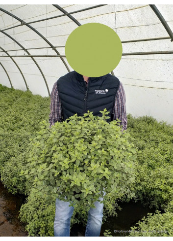 PITTOSPORUM tenuifolium SILVER BALL cov En pot de 7-10 litres