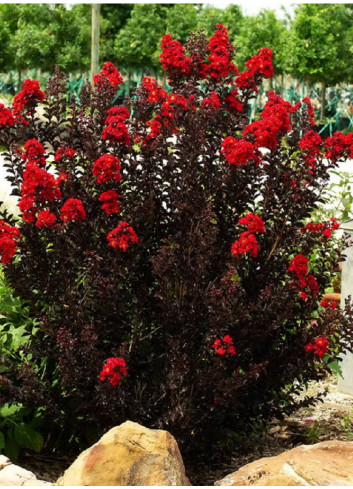 LAGERSTROEMIA BLACK SOLITAIRE BEST RED