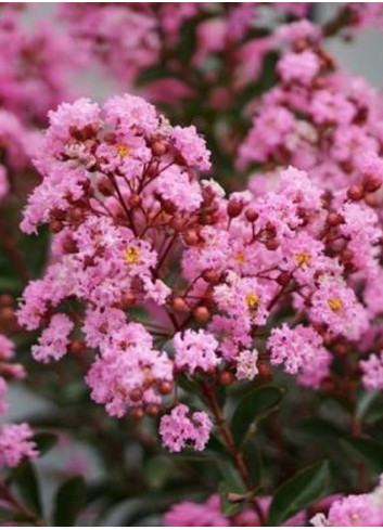 LAGERSTROEMIA EVELINE