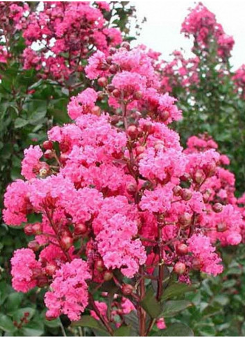 LAGERSTROEMIA PINK VELOUR