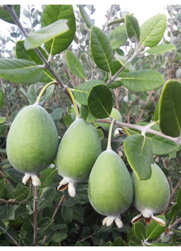 Topiaire (Plante taillée) - FEIJOA (ACCA) sellowiana (Goyavier du Brésil)