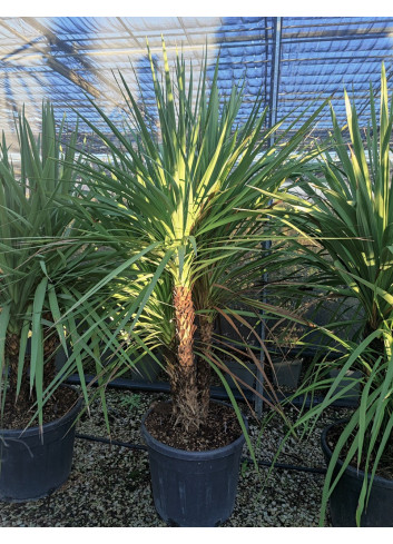 CORDYLINE australis