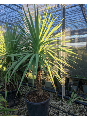 CORDYLINE australis