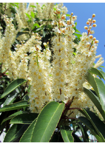 Topiaire (Plante taillée) - PRUNUS lusitanica (Laurier du Portugal)