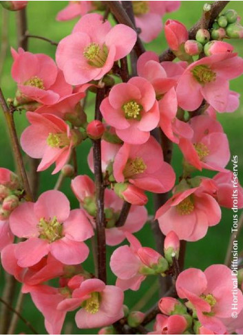 CHAENOMELES speciosa EXIMIA