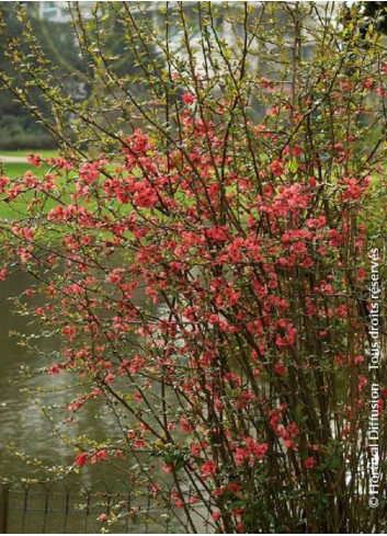 CHAENOMELES speciosa EXIMIA