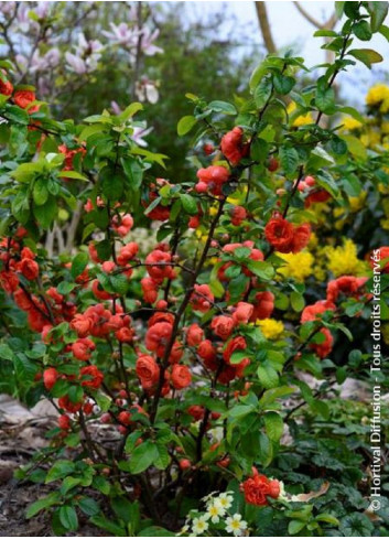 CHAENOMELES speciosa MANGO STORM