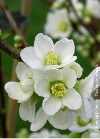 CHAENOMELES speciosa NIVALIS