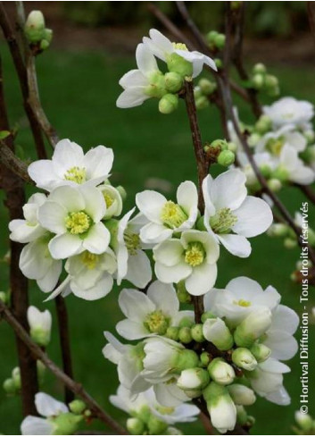 CHAENOMELES speciosa NIVALIS