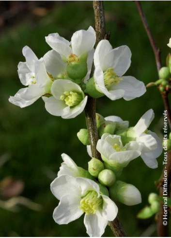 CHAENOMELES speciosa NIVALIS