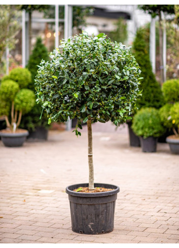 Topiaire (Plante taillée) - ILEX NELLIE R. STEVENS (Houx)