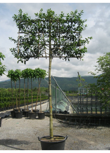 Topiaire (Plante taillée) - ILEX NELLIE R. STEVENS (Houx)