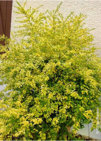 LIGUSTRUM sinense LEMON & LIME