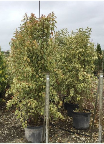 LIGUSTRUM japonicum EXCELSUM SUPERBUM