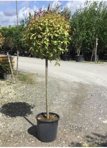 LIGUSTRUM japonicum EXCELSUM SUPERBUM