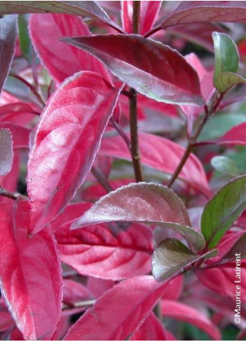 VIBURNUM LE BOIS MARQUIS