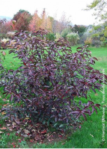 VIBURNUM LE BOIS MARQUIS