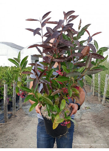 VIBURNUM LE BOIS MARQUIS En pot de 10-12 litres