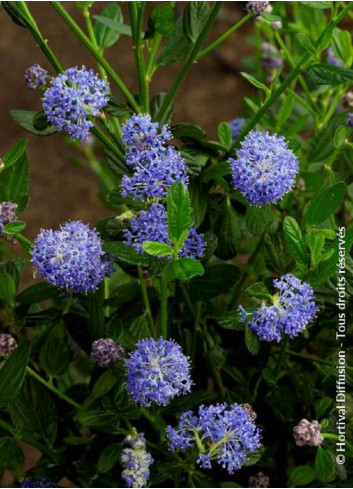 CEANOTHUS VICTORIA