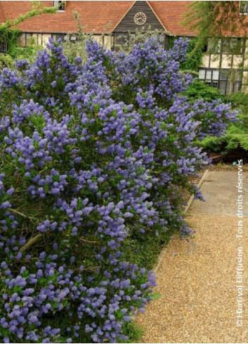 CEANOTHUS VICTORIA