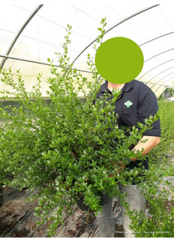 CEANOTHUS VICTORIA En pot de 10-12 litres