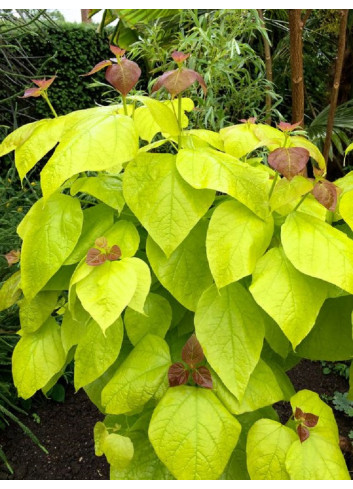 CATALPA bignonioides AUREA