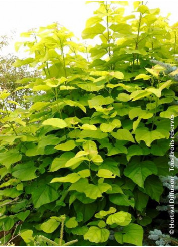 CATALPA bignonioides AUREA