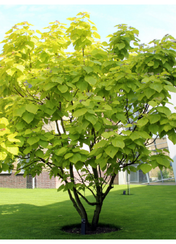 CATALPA bignonioides AUREA