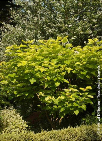 CATALPA bignonioides AUREA