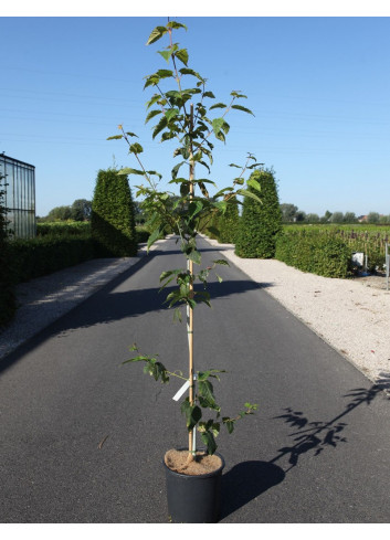 ACER davidii VIPER En pot de 12-15 litres forme baliveau