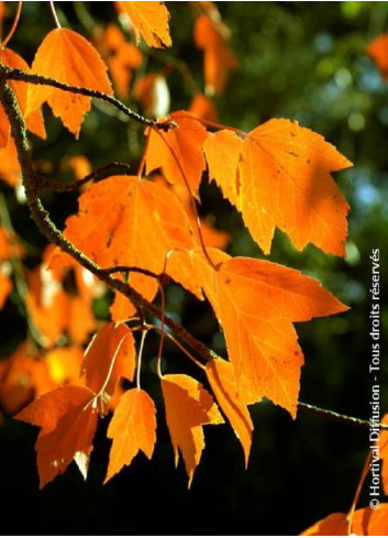 ACER rubrum ARMSTRONG