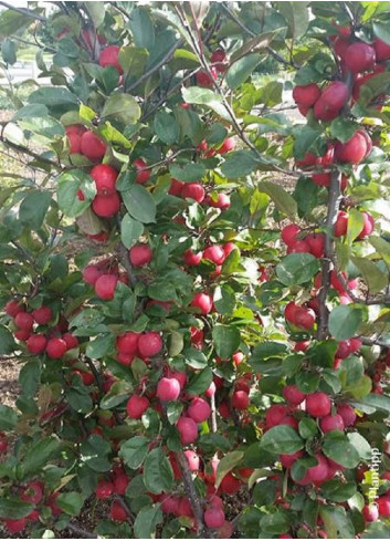 MALUS APPLETINI