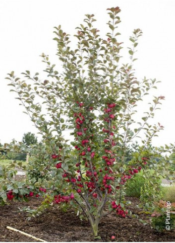 MALUS APPLETINI ® (Pommier d'ornement)2