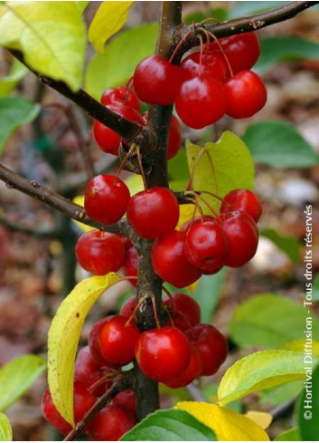 MALUS RED SENTINEL