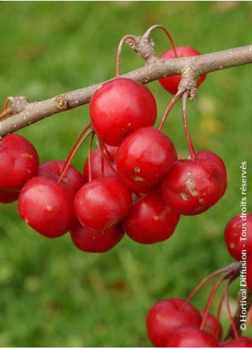 MALUS RED SENTINEL