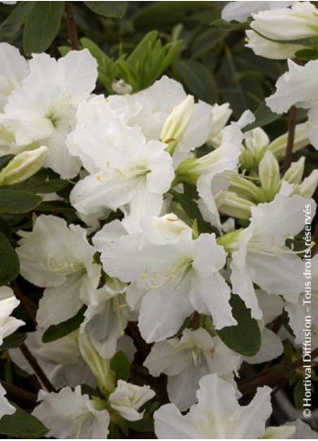 AZALEA repetita WHITE 