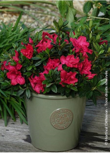 AZALEA repetita RED