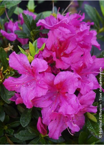 AZALEA repetita VIOLET