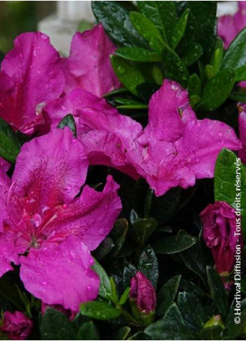 AZALEA repetita VIOLET