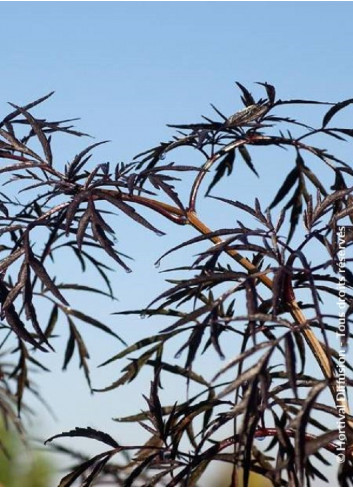 SAMBUCUS nigra BLACK LACE