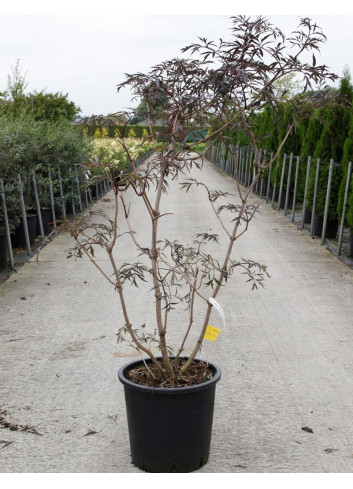 SAMBUCUS nigra BLACK LACE En pot de 30-35 litres