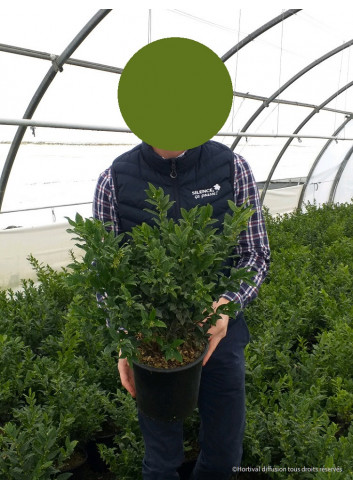 SARCOCOCCA confusa En pot de 4-5 litres