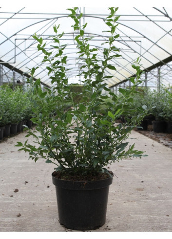 SARCOCOCCA confusa En pot de 10-12 litres