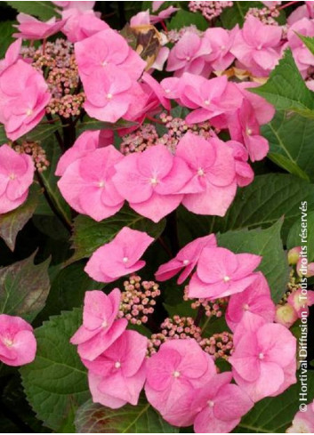 HYDRANGEA macrophylla ZORRO ROSE