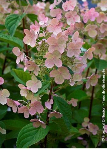 HYDRANGEA paniculata EARLY SENSATION