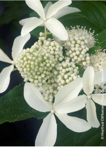 HYDRANGEA paniculata GREAT STAR 