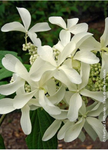 HYDRANGEA paniculata GREAT STAR 