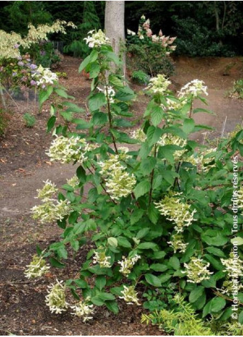 HYDRANGEA paniculata GREAT STAR 